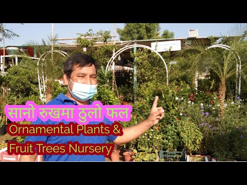 Video: Alakul, Nursery Of Ornamental And Fruit Trees And Shrubs In Vyborg District