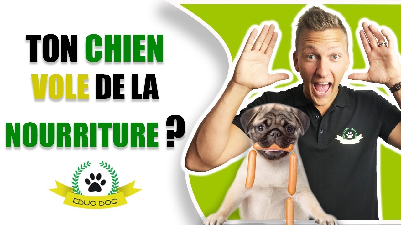 Comment Faire Mon Chien Vole De La Nourriture Petit Jeu A Faire