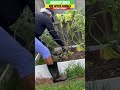 Squash Bug & Vine Borer Damage To Squash Plants | Urban Garden || Steffanie’s Journey