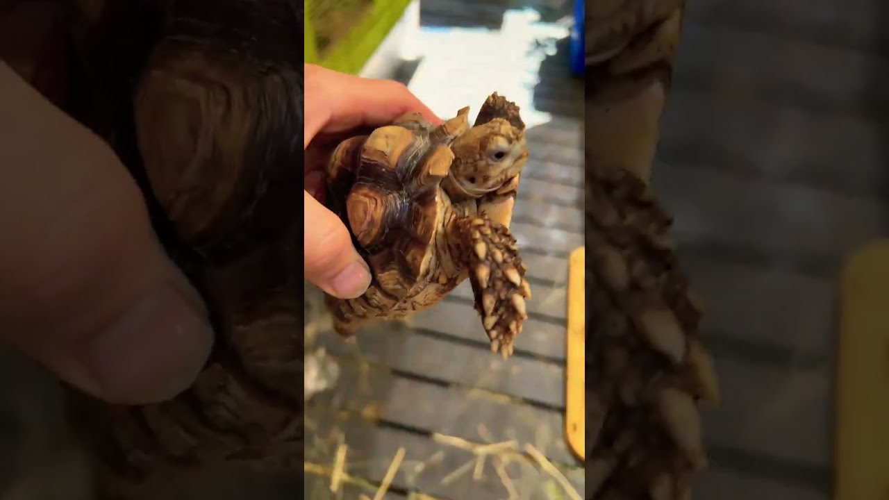 Extreme heat can kill your tortoises! Even in the shade! Watch this video & protect ur tortoises🐢