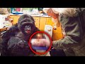 Koko The Gorilla Got Her Dream Gift  She Looked Inside The Box And Our Hearts Completely Melted