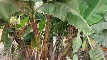The World should know this technique  | propagate Multiple Banana Trees😍 | bindusara agro