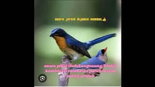 Suara pikat tledekan/binbin gunung Kombinasi rpm dijamin mantul 👍