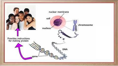WCLN - Intro. to Protein Synthesis - Biology