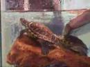 My turtles like to boogie to The Bee Gees