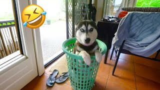 FUNNIEST Huskies | Normal dogs vs Huskies🤣 | 10 Minutes Best Videos