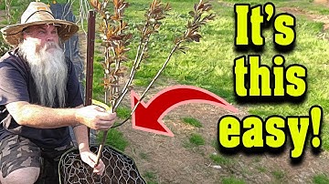 Planting Bare Root PLUM Trees in Containers or In Ground. Step by Step