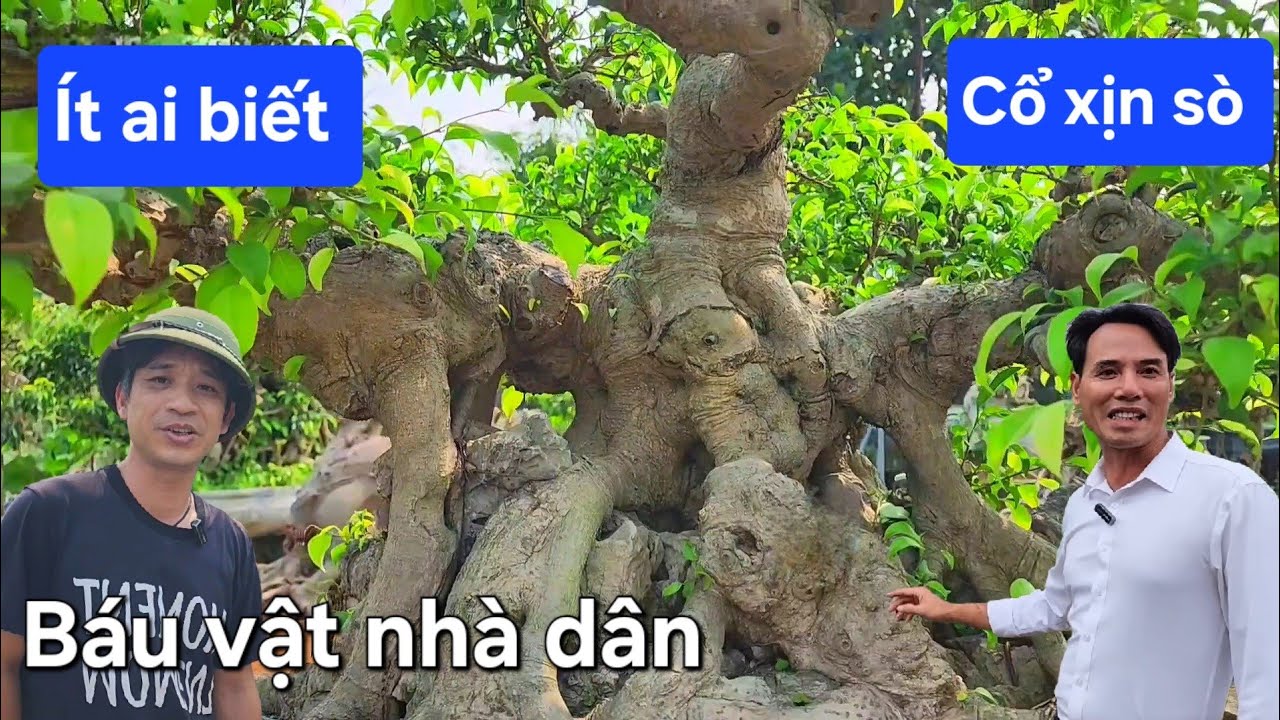 Phát hiện cây cổ già chun sụn ở nhà dân ít ai biết đến