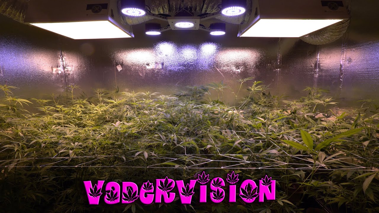 OG LAB - Second Week of Flower for Hawaiian Strain Testing - Week 10