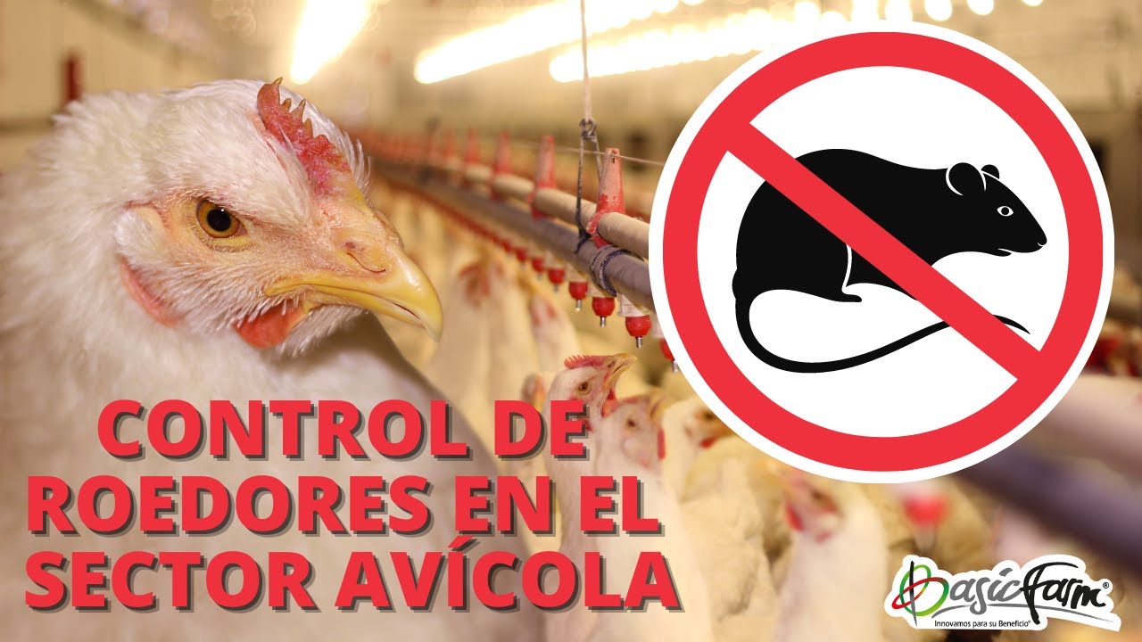 Como Eliminar Ratas, actúa con efectividad - Iluroplagas