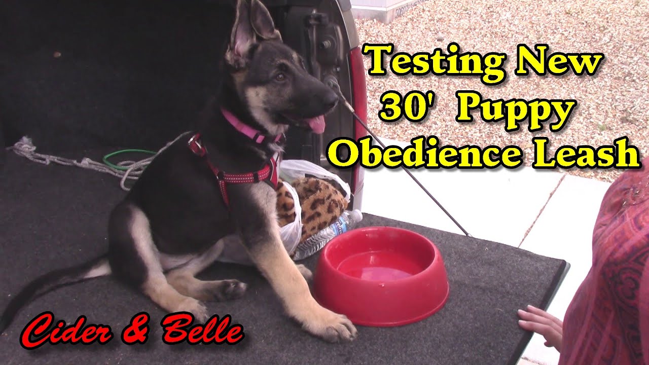 recall training lead