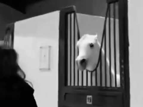 انا فرس و معرب ساس الفرس