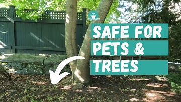 How to Kills Weeds around Tree without Killing your Tree | How to Get rid of Weeds in garden