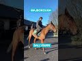 This is some team... How many Cheltenham Festival winners are in this video? The Mullins battalion!
