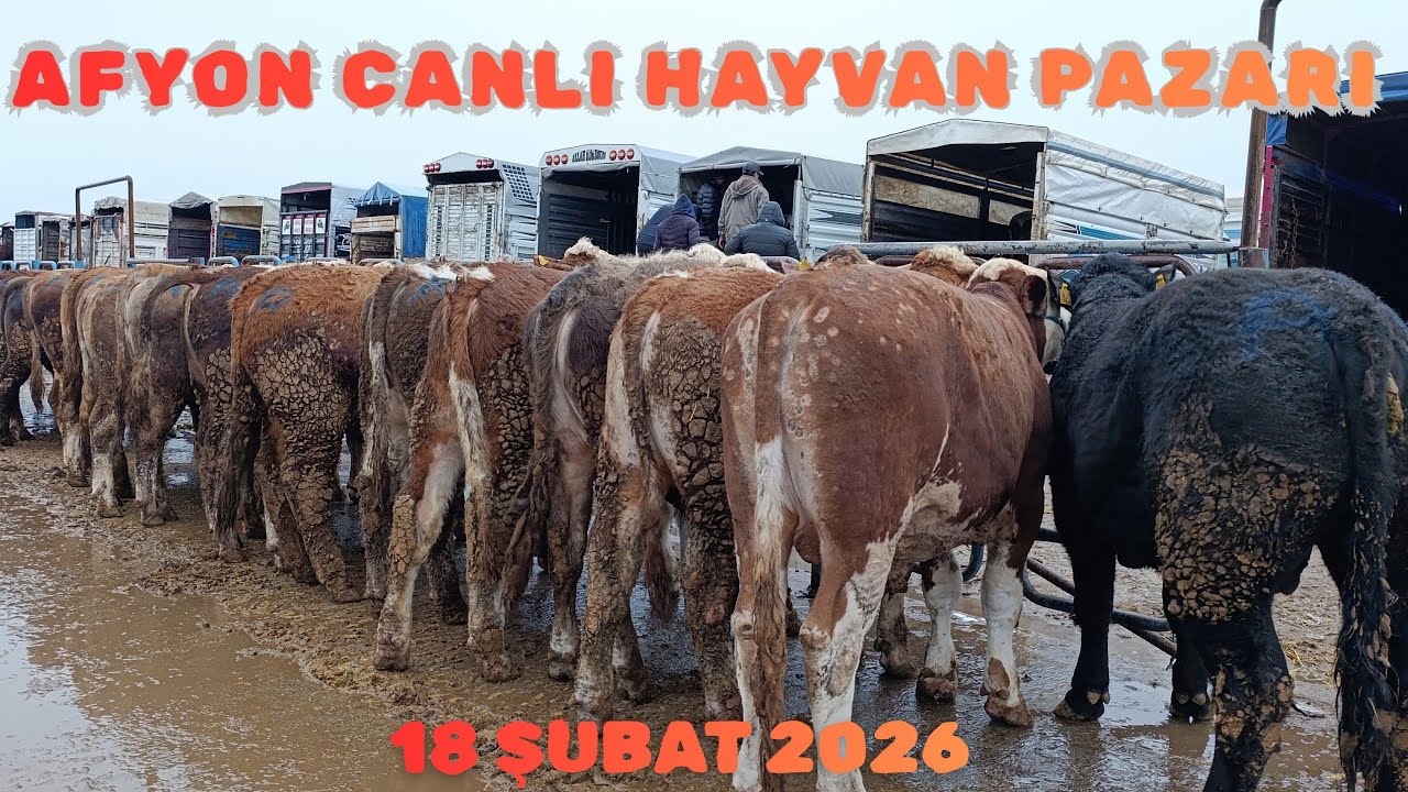 AFYON ÇAYIRBAĞ CANLI HAYVAN PAZARI 18 ŞUBAT 2026