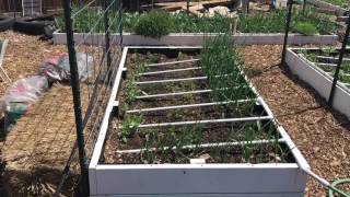 Building a living shade wall