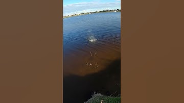 I Accidentally about Killed this Fish 🐟 Poor Guy 🎣 #shorts #fishing #fish #youtubeshorts #viral