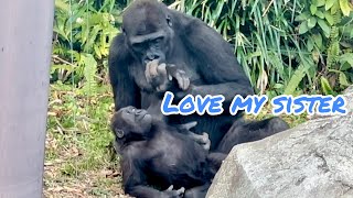 💋🦍Gorilla hugs and kisses🩷可愛い妹スモモちゃん - YouTube