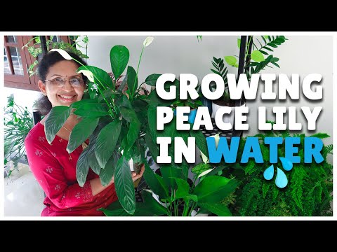 Peace Lily Care And Fertilizing | Growing Peace Lily In Water