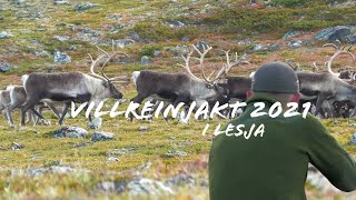 Villreinjakt 2021 | Reinsjakt 2021 | Reinsjakt i Lesja | Caribou hunting in Norway