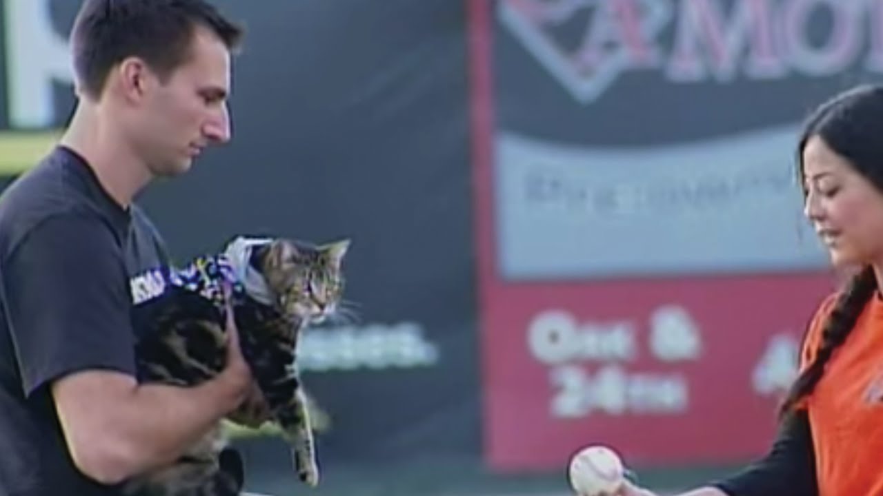 Tara The Hero Cat Throws Out First Pitch At The Bakersfield Blaze Game Youtube