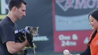 Tara the hero cat throws out first pitch at the Bakersfield Blaze game