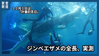 ジンベエザメの体長、メジャーで測ってみた　１１月１日は「計量記念日」