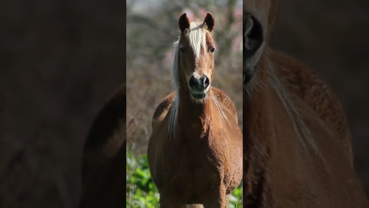 Relaxation Soothing Sleep video & music Animal | Relief | Stress free | Deep Sleep Relaxation