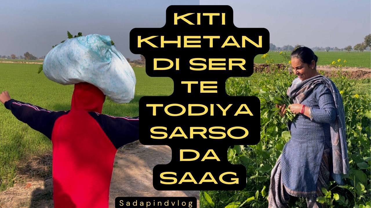 Kiti khetan di ser te todiya sarso da saag | sadapindvlog