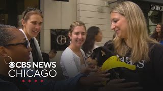 Adoptable pets meet Gold Coast shoppers