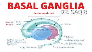 Basal Ganglia | Structure and Function | Neuroanatomy
