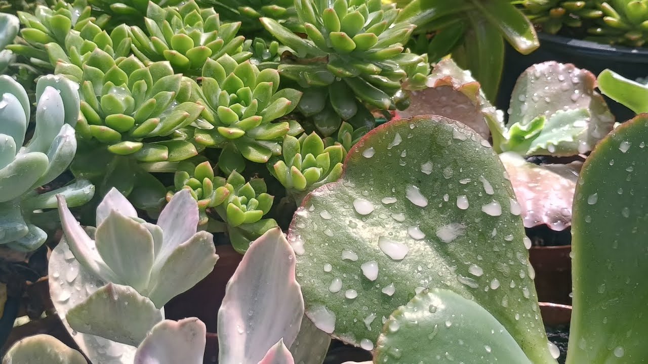 Limpeza após as chuvas e terra diatomacea 