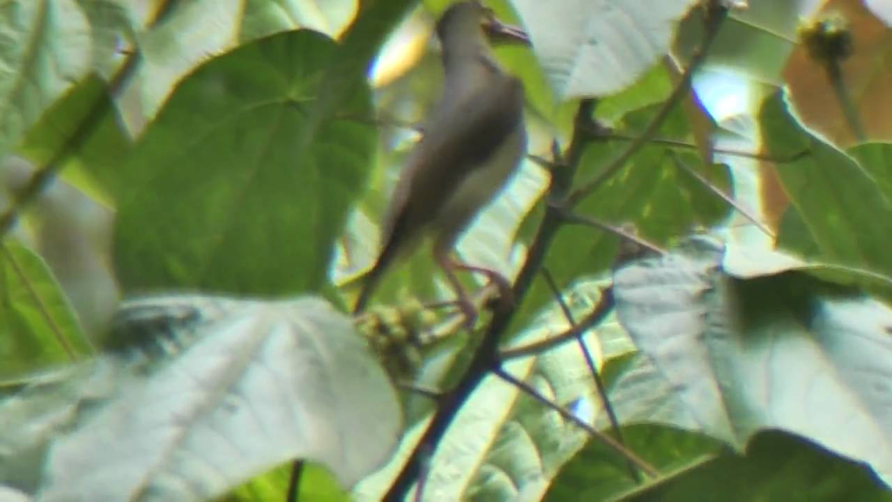 Spiderhunter, Spectacled - Arachnothera flavigaster