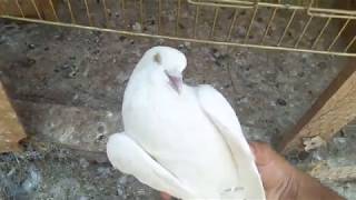 Mardinden Getirdiğim Beyaz Güvercinim Öldü