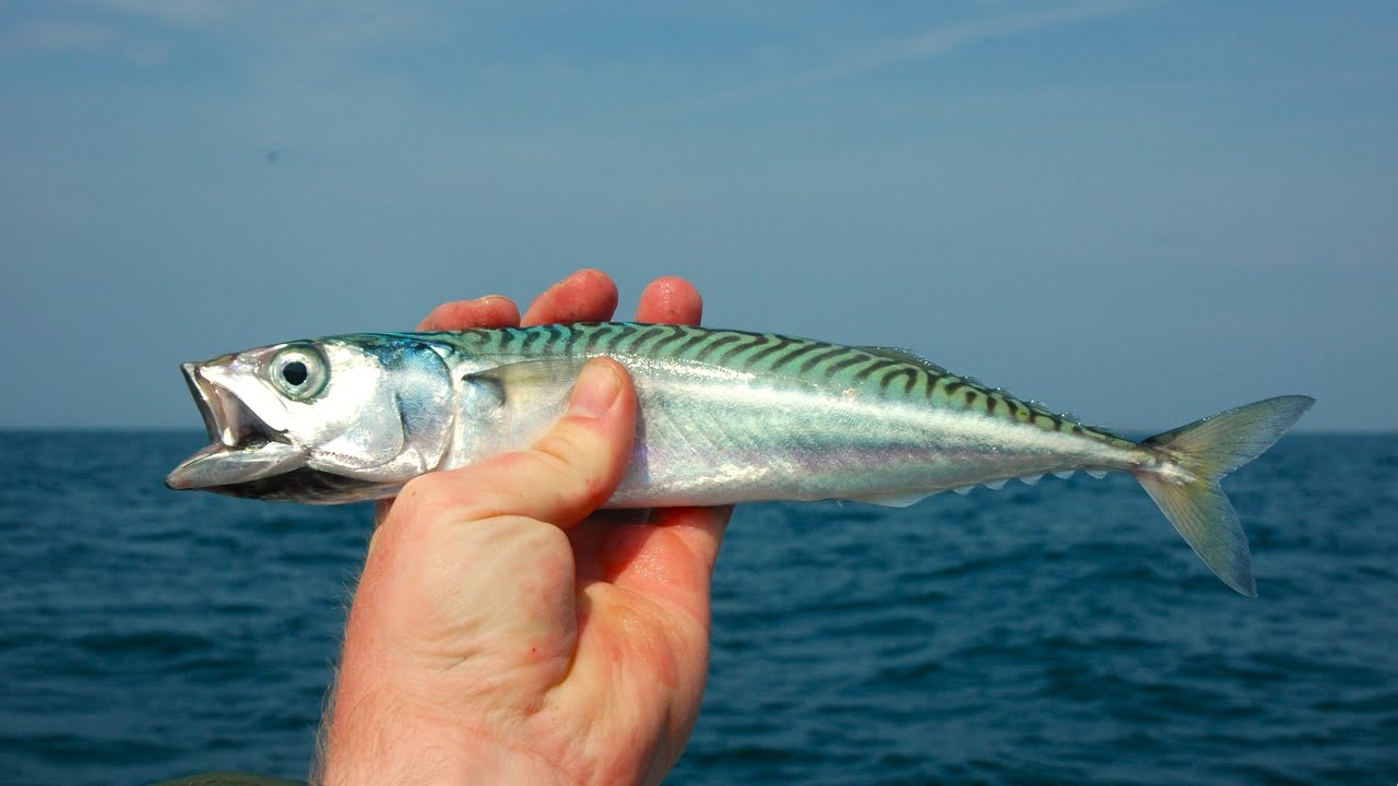 La pêche du maquereau
