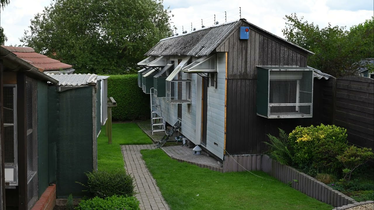 НОВЫЙ КИМ 3 - 1-й национальный конкурс Ace Bird Great Middle Distance Yearlings KBDB 2025 - ВАНХА...