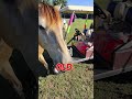 Dad jokes and horse treats: a perfect combo? 🐴🤔 #horse #shorts #animals