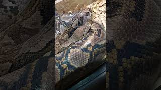 Reticulated python, the world's longest snake #snake #animals #wildlife #phyton #nature #pets #cute