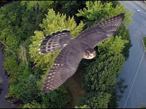 Broad-winged Hawk Encounter / HQ / DJI Mini 4K Drone In Flight / August 12, 2026