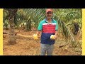 Vlogday in our coconut farm tender coconutaadhavan farmstirunelvelimathivanan aladi aruna