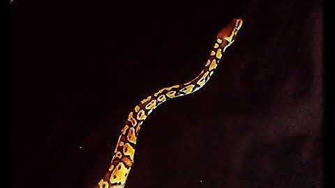 Introducing the newest member of the family..my ball python (video #1)