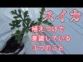 スイカの植えつけ(意識している3つのこと)