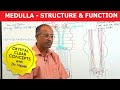 Medulla Oblangata - Structure & Function - Neuroanatomy