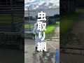 ダチョウの卵を採ります。【美里オーストリッチファーム】#shorts