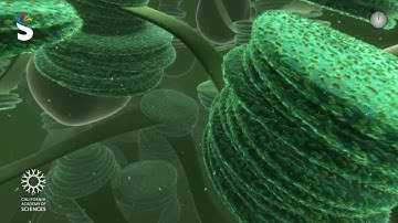 Travel Deep Inside a Leaf