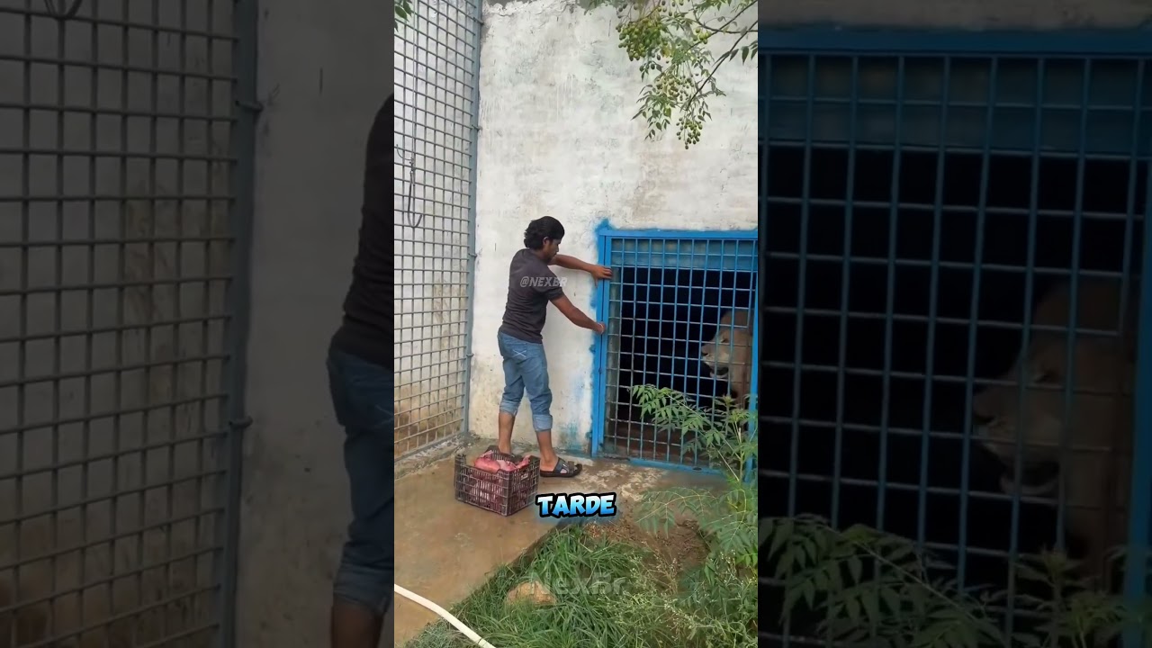 O novo tratador não durou nem o primeiro dia…😂 #animais #memes #viral #shorts #selvagem #leão #leoa