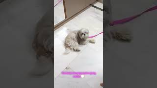 #chandnichowk #cute #delhi #pets #petshorts #dogshorts #chandnichowkdelhi #dogsofyoutube