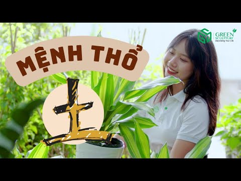Video CÂY MỆNH THỔ - Trầm tĩnh cầu toàn, Trung thành tin cậy - youtube