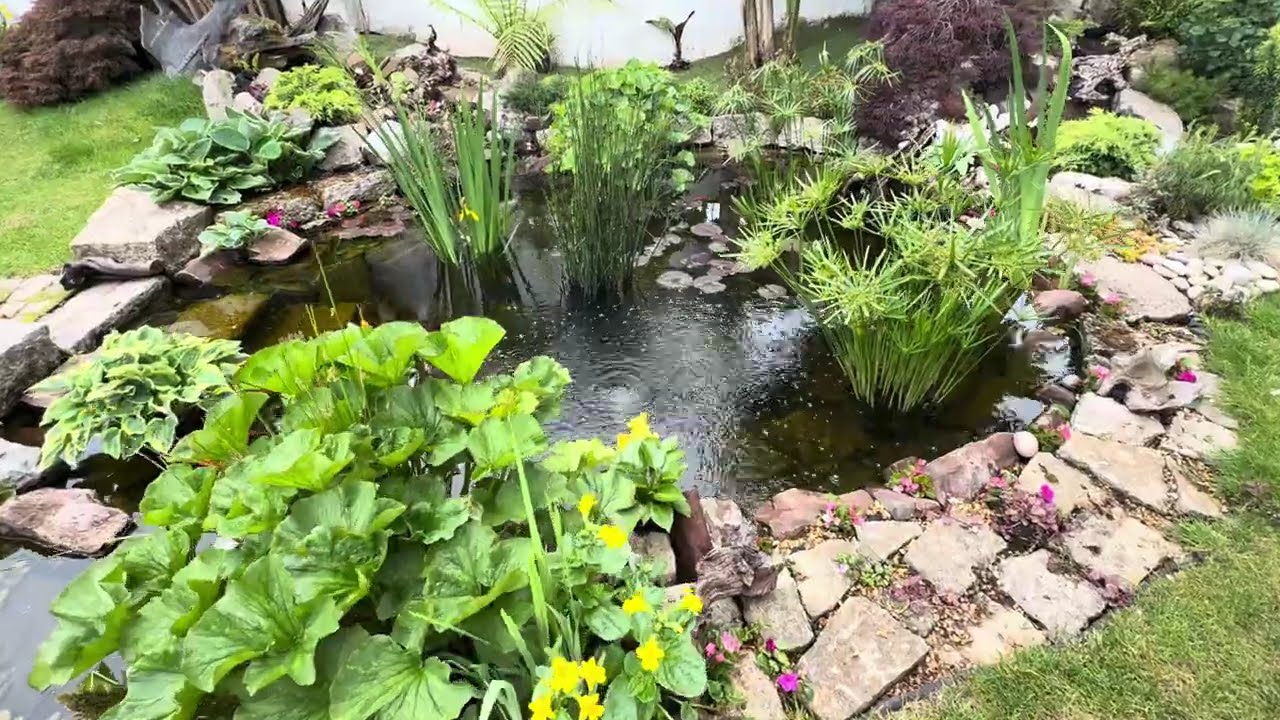 Wildlife Koi pond and garden