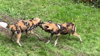 Painted Dogs Play Fighting at Chester Zoo